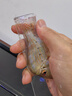 元寶鳳凰活體魚(yú)關(guān)刀魚(yú)熱帶魚(yú)零號元寶鳳凰觀(guān)賞魚(yú)龍魚(yú)混養虎魚(yú)搭配 0號元寶鳳凰 15-16厘米 曬單實(shí)拍圖