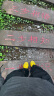 Onitsuka Tiger鬼塚虎男女款经典复古舒适运动休闲鞋MEXICO 66™ 黄色/黑色（1183C102-751） 38 实拍图