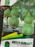 花沃里大亚腰葫芦种子10粒 花卉种子草籽家庭盆栽阳台办公庭院花坛种植 实拍图