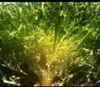 壽禾苦菊種子苦苣生菜農(nóng)家陽臺盆栽四季播蔬菜秋冬季菜籽 荷蘭天秀苦苣種子15g（5gx3包） 曬單實(shí)拍圖