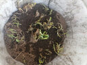 速生雞毛菜種子小油菜小白菜生長快易種植盆栽陽臺庭院耐熱抗寒 原裝雞毛菜3包 曬單實拍圖