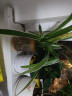 温馨满屋（V.S.M.V）办公室水培养生植物绿植室内盆栽好养活富贵竹九里香小盆栽 吊兰+创意新款盆 实拍图