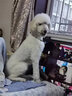 再三狗狗沐浴露貓咪寵物洗澡沐浴液泰迪比熊殺菌 犬用柔順修護(hù)300ml 曬單實拍圖