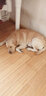 寵物犬馴養(yǎng)手冊 與汪星人一同成長 曬單實拍圖