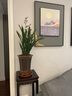瀚林怡景（HANLINYIJING）蘭花盆栽墨蘭企黑高貴品種綠植花卉室內辦公室客廳植物高檔盆景 大型蘭花（墨蘭）-棕色盆 曬單實(shí)拍圖