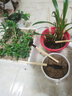 沃施（WORTH） 園藝工具三件套種花小鏟子種菜趕海工具套裝松土工具鏟 多肉日式3件套 曬單實(shí)拍圖