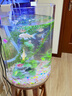 鷹涵魚缸底砂鼠魚沙雨林沙珊瑚沙水草沙水晶砂化妝沙黃金沙水族箱造景 水晶河沙溪流沙（3-5毫米）5斤裝 曬單實(shí)拍圖