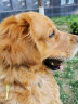 美洛帝 狗粮 20kg40斤 金毛阿拉斯加拉布拉多通用 抗拉稀配方 幼犬 实拍图