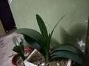 艾瑩君子蘭花苗 盆栽花卉辦公室內綠植當年開(kāi)花青葉蘭苗精品 橙紅色君子蘭6片葉 曬單實(shí)拍圖