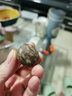 夢君宸大廠菩提子原籽白玉菩提根手串手鏈diy佛珠項鏈原料按斤 2.6-2.8CM 單顆送紅豆 11mm 曬單實拍圖