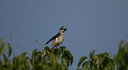 適馬（SIGMA） 150-600mm F5-6.3 DGOS HSM全畫幅防抖打鳥長焦鏡頭C版鏡頭 尼康口 曬單實拍圖