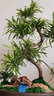 瀚林怡景（HANLINYIJING）小葉雀舌羅漢松盆景植物樹樁造型老樁室內(nèi)綠植客廳辦公室桌面盆栽 雀舌羅漢松S型-小橋流水 曬單實(shí)拍圖
