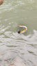 獵魚(yú)傳奇 遠投淡9節泥鰍仿生路亞假餌翹嘴鱸魚(yú)鱖魚(yú)桂魚(yú)10克野釣江河路亞餌 8cm 有舌款C色【適釣5斤內】 曬單實(shí)拍圖