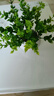樹顏假花擺件塑料花含花瓶干花花束仿真植物盆景絹花客廳陽臺餐桌裝飾 1號米蘭+白瓷盆 曬單實拍圖