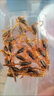 蝎子活全蝎中藥材沂蒙山活體蝎王十足全蝎活蝎子泡酒油炸煲湯全蟲 30只中號公蝎5到6厘米送3只防死 曬單實拍圖