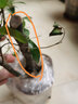 歐芽小葉紫檀盆景樹(shù)苗紫檀樹(shù)樁室內(nèi)陽(yáng)臺(tái)盆栽花卉綠植植物z6 樁形 高30厘米 一盆4棵 曬單實(shí)拍圖