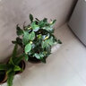 盆栽茶花苗 四季香妃茶花盆栽帶花苞濃香型庭院室內(nèi)好養(yǎng)五色赤丹樹(shù)苗花卉植物 紅赤丹 3年苗明年開(kāi)花 曬單實(shí)拍圖
