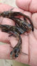 彌翠園黃骨魚(yú)苗活體黃鴨叫黃丫頭全雄嘎牙子魚(yú)昂刺魚(yú)黃顙魚(yú)苗黃辣丁魚(yú)苗 100條3-4厘米黃骨魚(yú)（加10%損） 曬單實(shí)拍圖