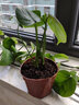 龜背竹盆栽室內客廳辦公室大型綠植花卉盆景闊葉觀(guān)葉植物可水培土培 10到15厘米小苗2到3棵 不含盆 曬單實(shí)拍圖