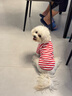 小凍狗狗夏季衣服薄款透氣短袖休閑可愛(ài)風(fēng)小型犬衣服寵物防掉毛春夏裝 德羅紅條紋 L （建議8-11斤） 曬單實(shí)拍圖