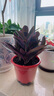 鹿凌青室外室內(nèi)花卉綠植盆栽紫色吊蘭紫竹梅紫羅蘭喜光好養(yǎng)植物鴨芷草 紫竹梅【4-5顆】帶原土發(fā)貨 不含盆 曬單實(shí)拍圖