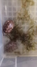 妙普樂超大吃菜龜陸地巨型草龜吃菜龜活體特大烏龜活體小龜苗寵物大型罕 6-7厘米 一公一母兩只【推薦】 曬單實拍圖