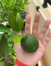 正宗四川春見耙耙柑樹苗丑橘杷杷柑種植粑粑柑樹苗盆栽橘子樹果苗 兩年苗 曬單實拍圖