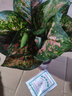 銀皇后萬(wàn)年青銀后萬(wàn)年青 如意皇后盆栽綠植植物花卉 如意皇后盆栽一盆+原裝盆 含盆 曬單實(shí)拍圖