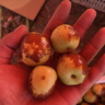 沾化冬棗水果新鮮冬棗大紅棗脆甜新疆陜西沾化大棗子應季時(shí)令 至尊果王5斤單果17-22g 曬單實(shí)拍圖