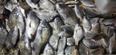 Daijia綁好線海釣船釣魚(yú)鉤丸世夜光魚(yú)鉤黃姑魚(yú)白果子鱸魚(yú)黑頭子線發(fā)光鉤 22號(hào) 丸世夜光鉤 曬單實(shí)拍圖