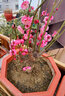 臘梅花臘梅樹苗樹樁盆景盆栽花卉素心梅冬季開花耐寒庭院植物耐寒不含盆 臘梅8年壯苗（當(dāng)年開花） 曬單實(shí)拍圖