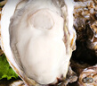 尚致生蠔鮮活特大海蠣子牡蠣?zhēng)湫迈r牡蠣肉 生鮮貝類(lèi) 5XL凈重4斤【7-10個(gè)】特大號(hào)肥蠔 曬單實(shí)拍圖
