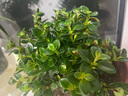 易水之夏金魚(yú)吊蘭盆栽花苗牡丹千葉口紅吊蘭常青藤金心邊吊蘭室內綠植花卉 金魚(yú)吊蘭20顆左右(當年開(kāi)花) 不含盆 曬單實(shí)拍圖
