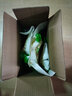 蓬江（pengjiang） 黔江泡椒地牯牛四川重慶特產(chǎn)醬菜寶塔菜休閑零食小吃下飯菜 酸辣味袋裝300g（試吃） 曬單實(shí)拍圖