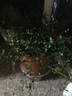 仟草集吊蘭綠植盆栽室內盆栽花卉綠植物花卉盆栽土培水培吊蘭 不含盆 千葉吊蘭整盆苗 曬單實(shí)拍圖