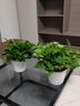 思蘭綠蘿盆栽大盆景室內新房吸除甲醛鮮活綠植物花卉長(cháng)藤大葉綠籮批發(fā) 180大白波紋儲水綠蘿【4盆】10肥 曬單實(shí)拍圖