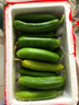 煙臺水果黃瓜5斤現摘新鮮直供蔬菜水果小黃瓜清爽脆口整箱批發(fā) 水果黃瓜 3斤 曬單實(shí)拍圖