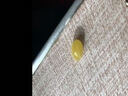 歐采妮天然蜜蠟散珠琥珀滿(mǎn)蜜雞油黃圓珠配珠佛珠文玩手串配件男女士單顆 10-10.5mm（優(yōu)質(zhì)彈力繩+引線(xiàn)） 曬單實(shí)拍圖