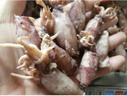 蟻淘鮮海兔子干貨1000g滿籽 筆管魚全籽似墨魚仔燒烤食材軟足類海鮮干貨 【嘗鮮250g】海兔干 曬單實(shí)拍圖