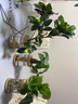 水養(yǎng)盆栽植物水養(yǎng)綠植盆景花卉辦公室內(nèi)水培植物純水養(yǎng)盆栽室內(nèi)辦公桌裸根小盆栽 發(fā)財樹+梔子花+綠蘿（純水養(yǎng)盆） 曬單實拍圖