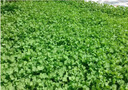 進(jìn)口白三葉草種子紅三葉種子草坪種子公園小區綠化綠肥三葉草種子 【白三葉種子凈籽】/斤 曬單實(shí)拍圖