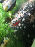 春瑞黑殼蝦水族箱水草缸清潔除藻工具淡水觀(guān)賞蝦大和藻蝦寵物活體飼料  極火蝦20只+5只抵損耗 曬單實(shí)拍圖