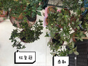 虹越（HONGYUE）安酷杜鵑花1加侖盆栽苗 多季開(kāi)花 花園庭院常綠花卉植物 泰勒 曬單實(shí)拍圖