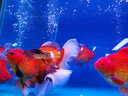 MATSUNO進口小金魚魚飼料不渾水高蛋白蘭壽下沉型魚糧泰獅鎏金飼料 【賽級】金魚糧3瓶210ml小粒 曬單實拍圖