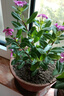 木本長(cháng)春花盆栽花苗四季梅金達萊四季開(kāi)花多年生陽(yáng)臺庭院天天開(kāi) 精選2盆套餐 曬單實(shí)拍圖