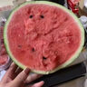 兄盟鮮果正宗翡翠蒂西瓜海南麒麟瓜6-9斤新鮮紅壤西瓜皮薄脆甜多汁 1個裝6-7斤 曬單實拍圖