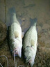Daijia綁好鱸魚(yú)鉤海釣船釣拉流飄蝦漁具手綁子線鉤單鉤掛活蝦漁具配件 【手工精綁20號(hào)】10枚 其他 曬單實(shí)拍圖
