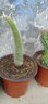 雅卉多肉稀有貴貨仙人掌科植物猴尾柱軟毛純正仙人柱多肉盆栽 九尾狐2顆 10-13厘米 不含盆 曬單實(shí)拍圖