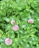 春枝韻白三葉種子紅三葉草種子草籽幸運草四季常青耐寒綠化綠肥草坪草籽 白三葉凈籽】/5斤裝 曬單實拍圖