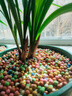 華香園春劍【新津胭脂】蘭花苗名貴濃香花苞辦公室內花卉綠植盆栽 新津胭脂2苗裸根發(fā)貨帶花苞 曬單實(shí)拍圖